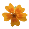 Speisetagetes