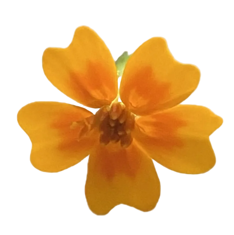 Speisetagetes