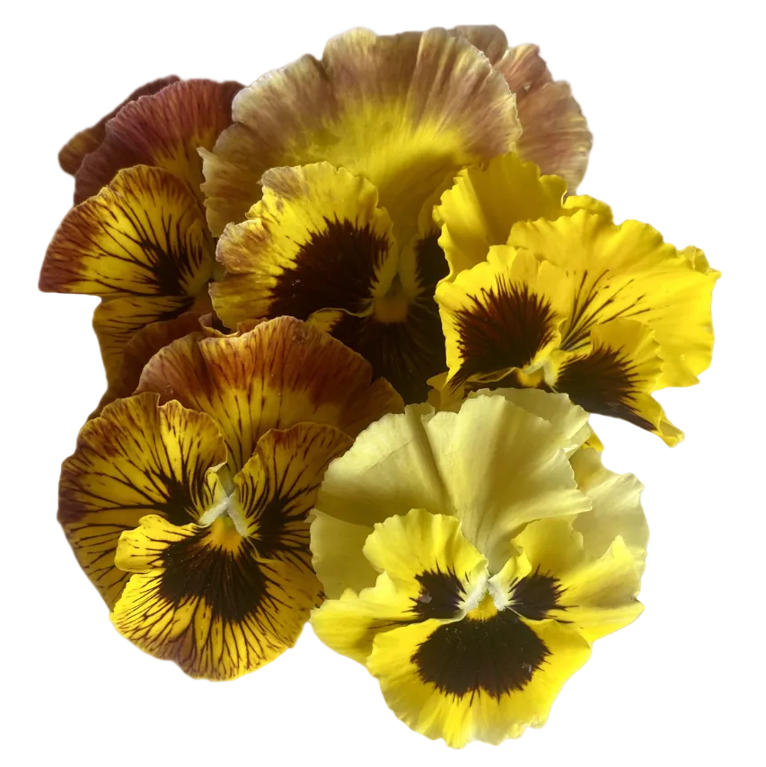 Viola
