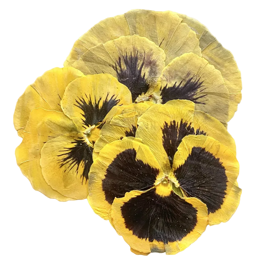 Viola getrocknet