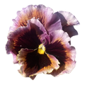 Viola