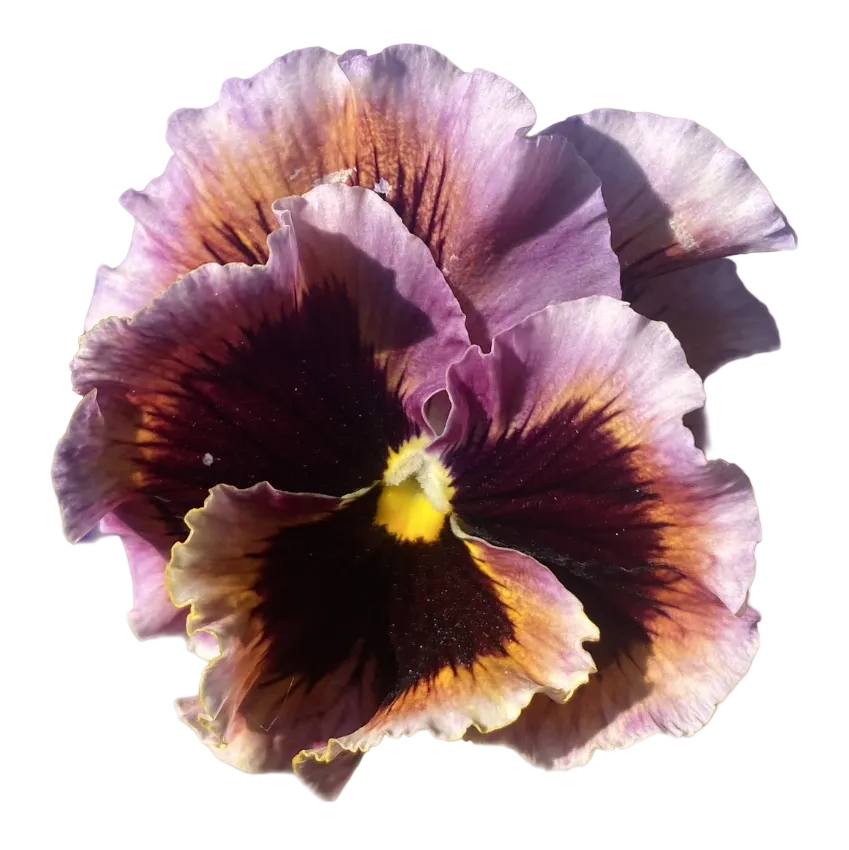 Viola