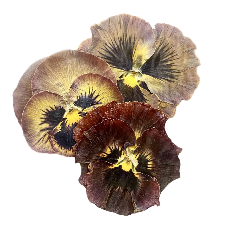 Viola getrocknet