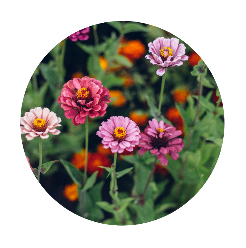 Zinnien