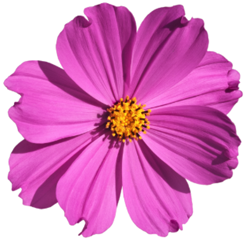 Cosmos