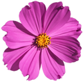 Cosmos
