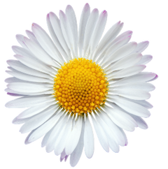 Frühling